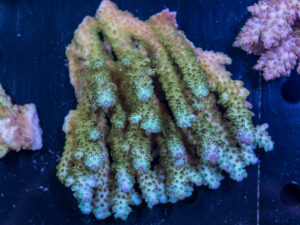 Acropora