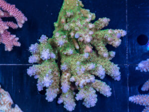 Acropora