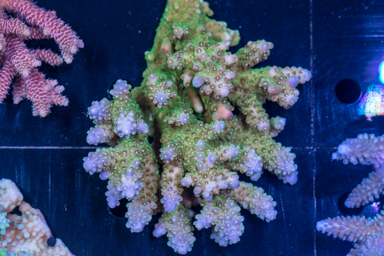 Acropora 1 Acropora
