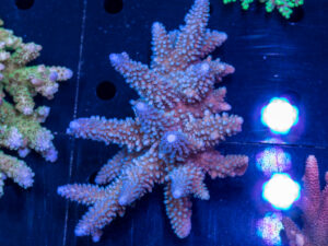 Acropora