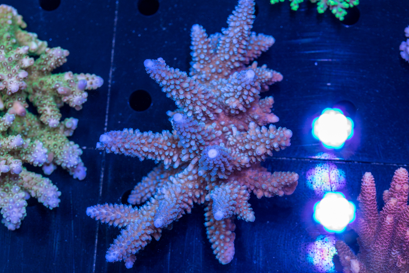 Acropora 1 Acropora