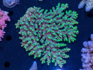 Acropora