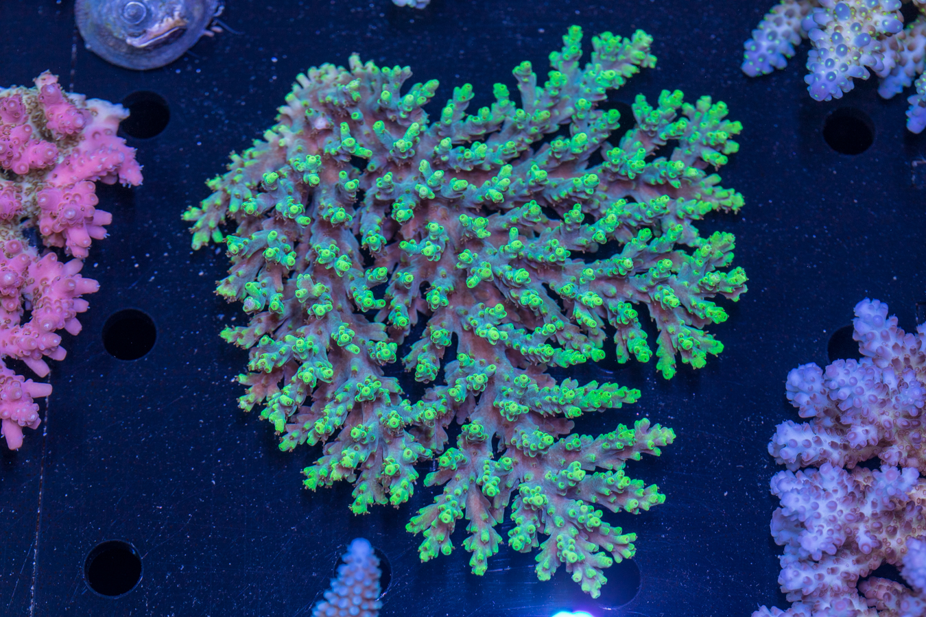 Acropora 1 Acropora