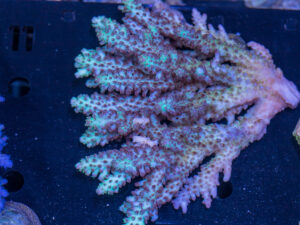 Acropora