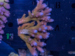 Acropora