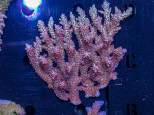 Acropora