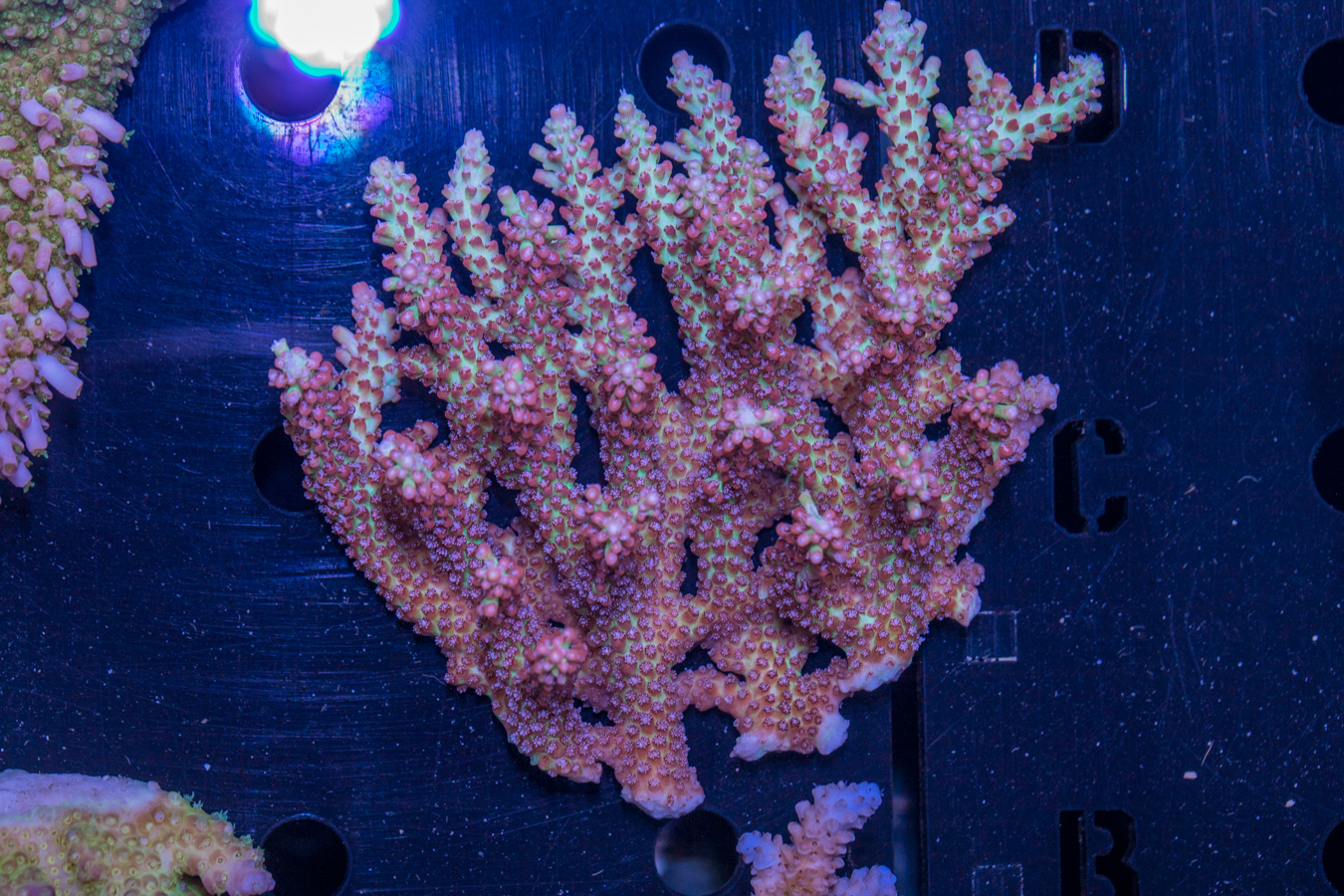 Acropora 1 Acropora