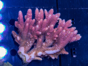 Acropora
