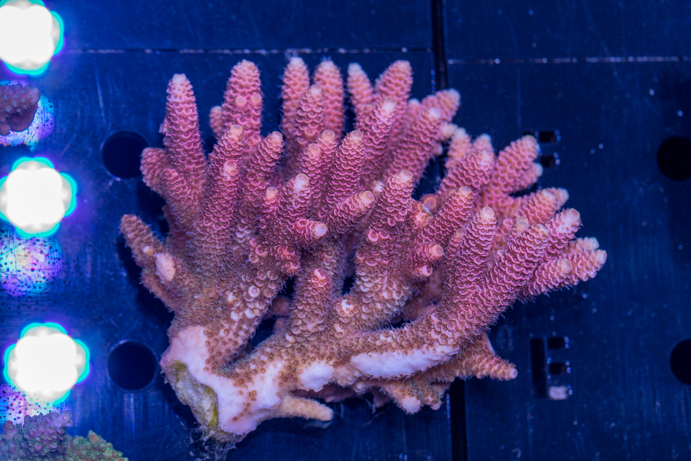 Acropora 1 Acropora