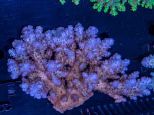 Acropora