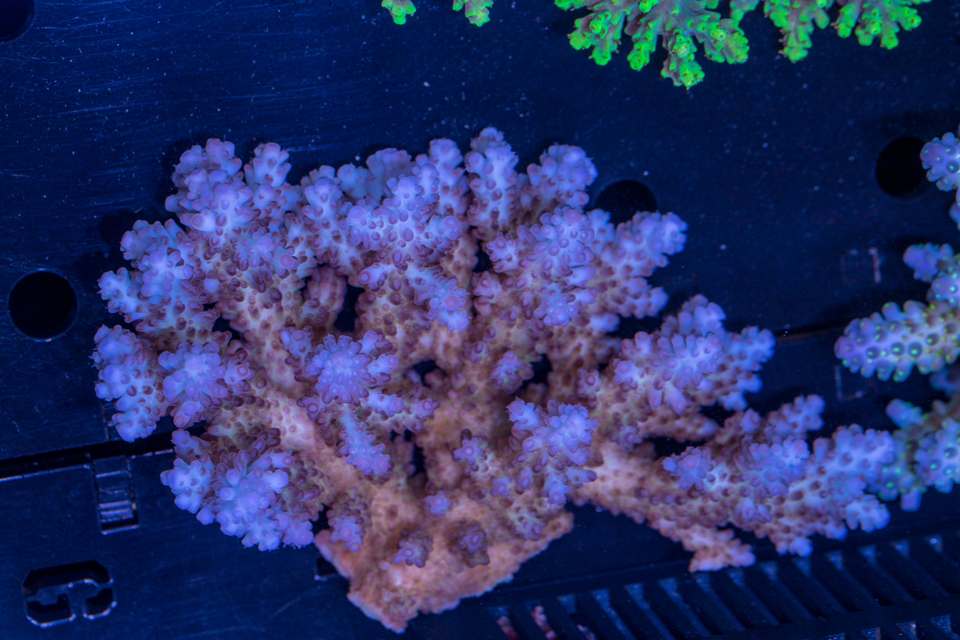 Acropora 1 Acropora