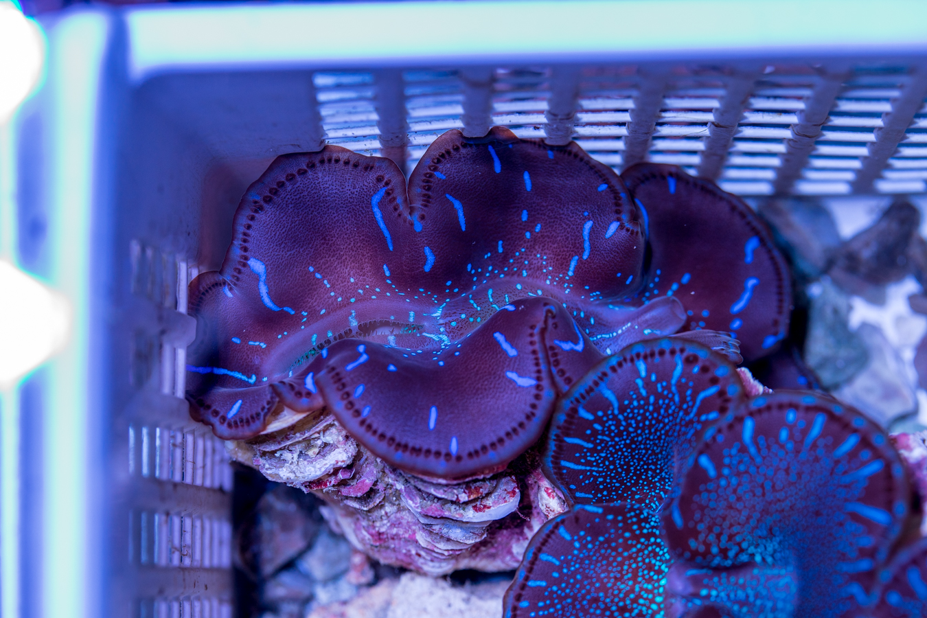 Clam - Maxima 1 Clam - Maxima