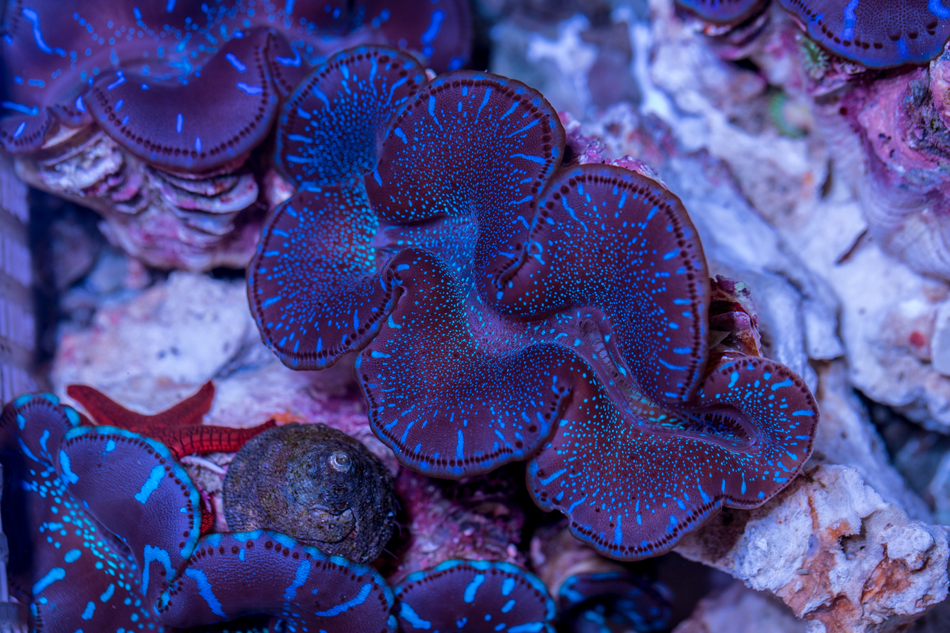 Clam - Maxima 1 Clam - Maxima