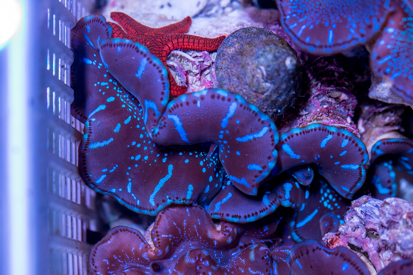 Clam - Maxima 1 Clam - Maxima