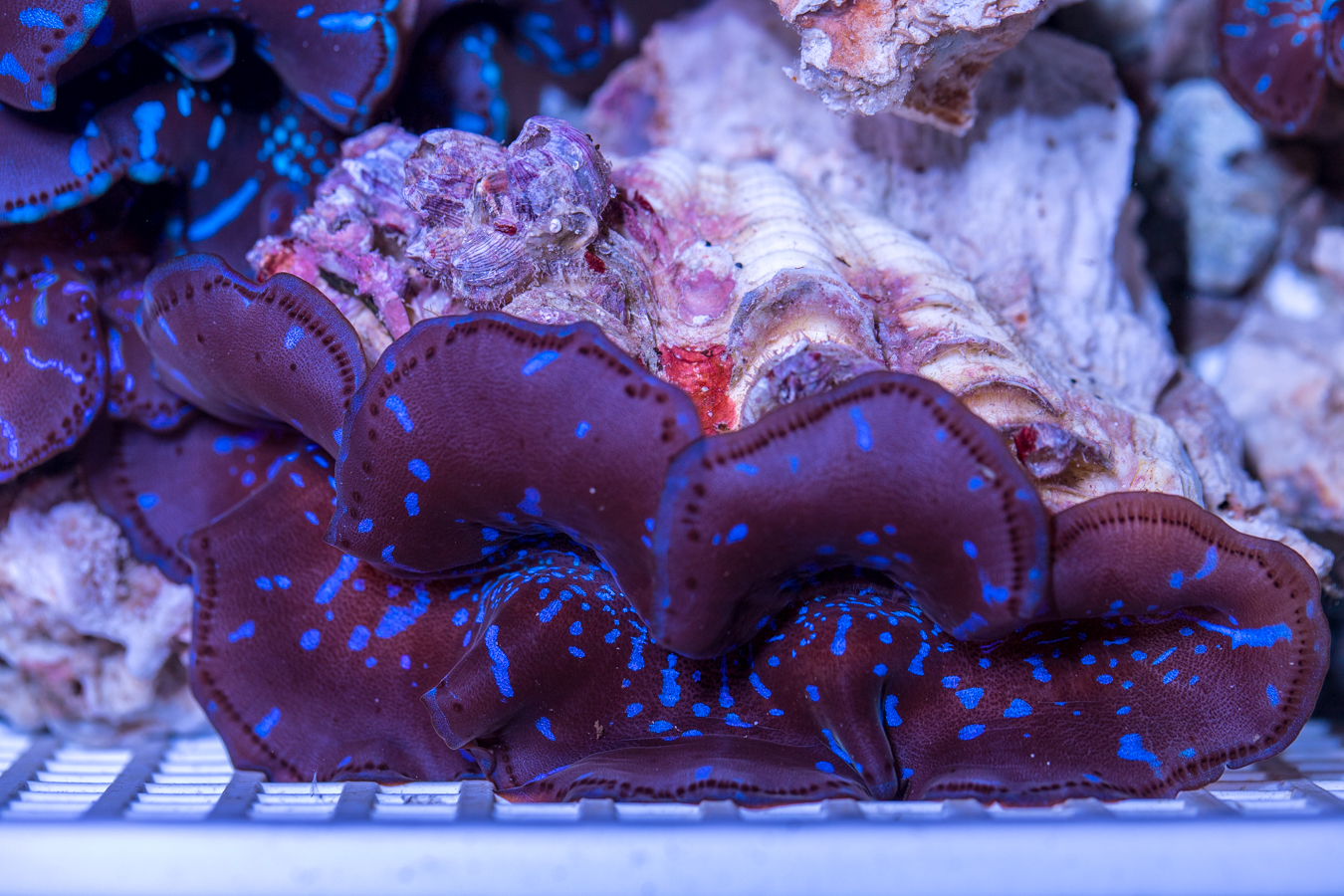 Clam - Maxima 1 Clam - Maxima