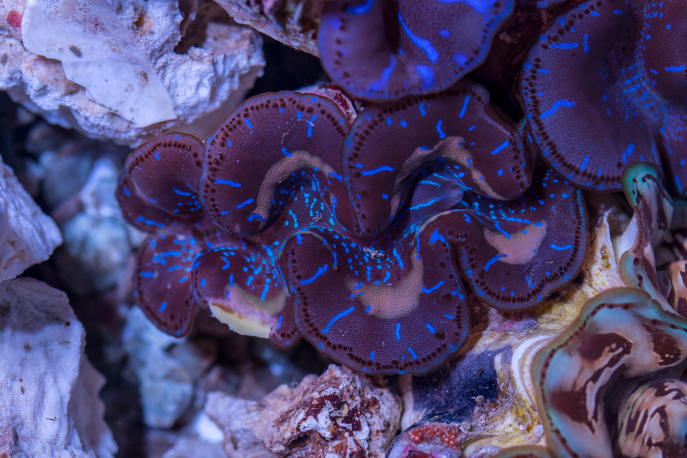 Clam - Maxima 1 Clam - Maxima