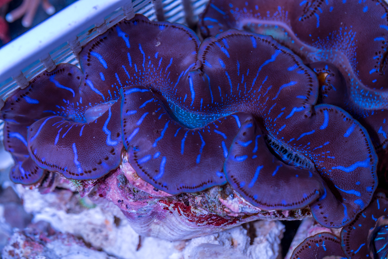 Clam - Maxima 1 Clam - Maxima