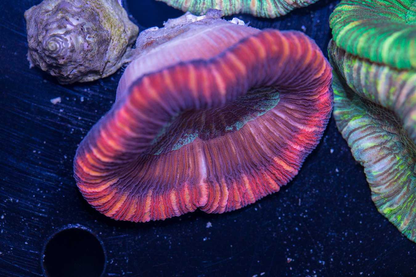 Trachyphyllia 1 Trachyphyllia