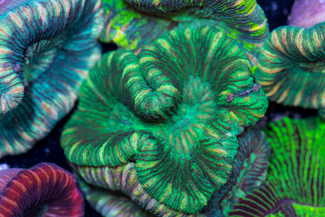 Trachyphyllia 1 Trachyphyllia