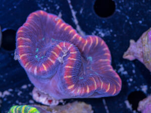 Trachyphyllia