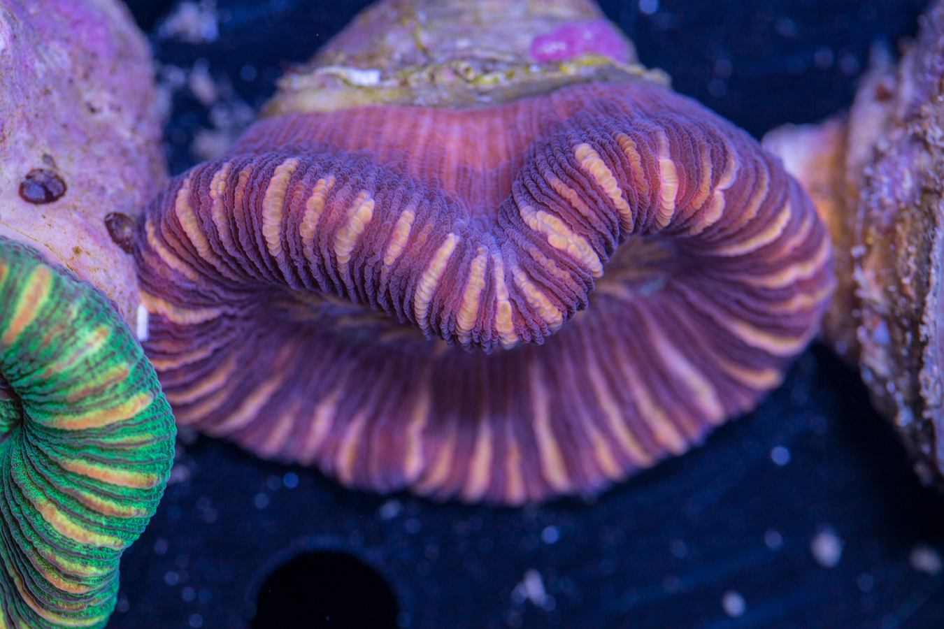 Trachyphyllia 1 Trachyphyllia