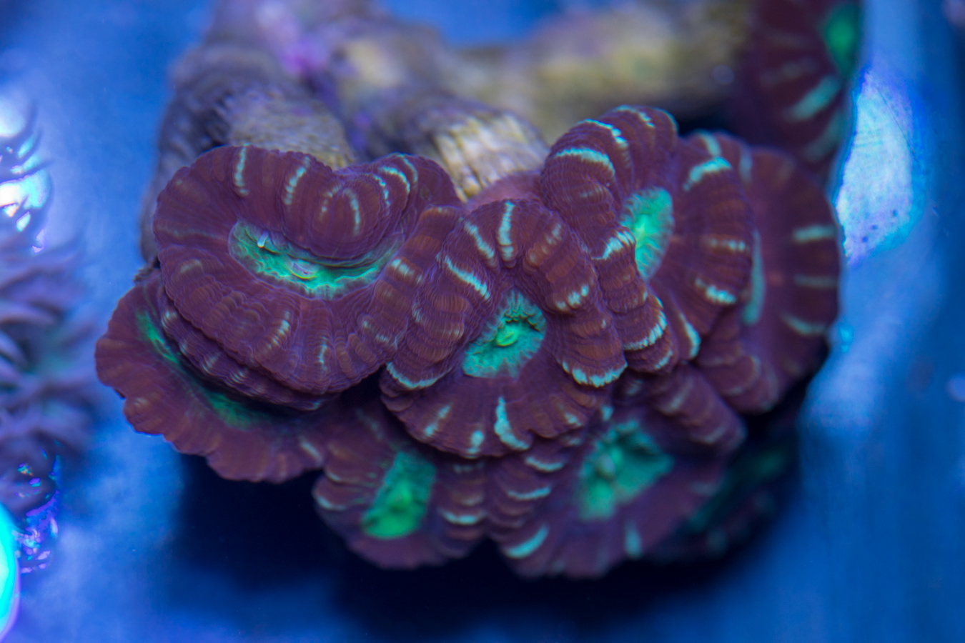 Candy Cane 1 Candy Cane