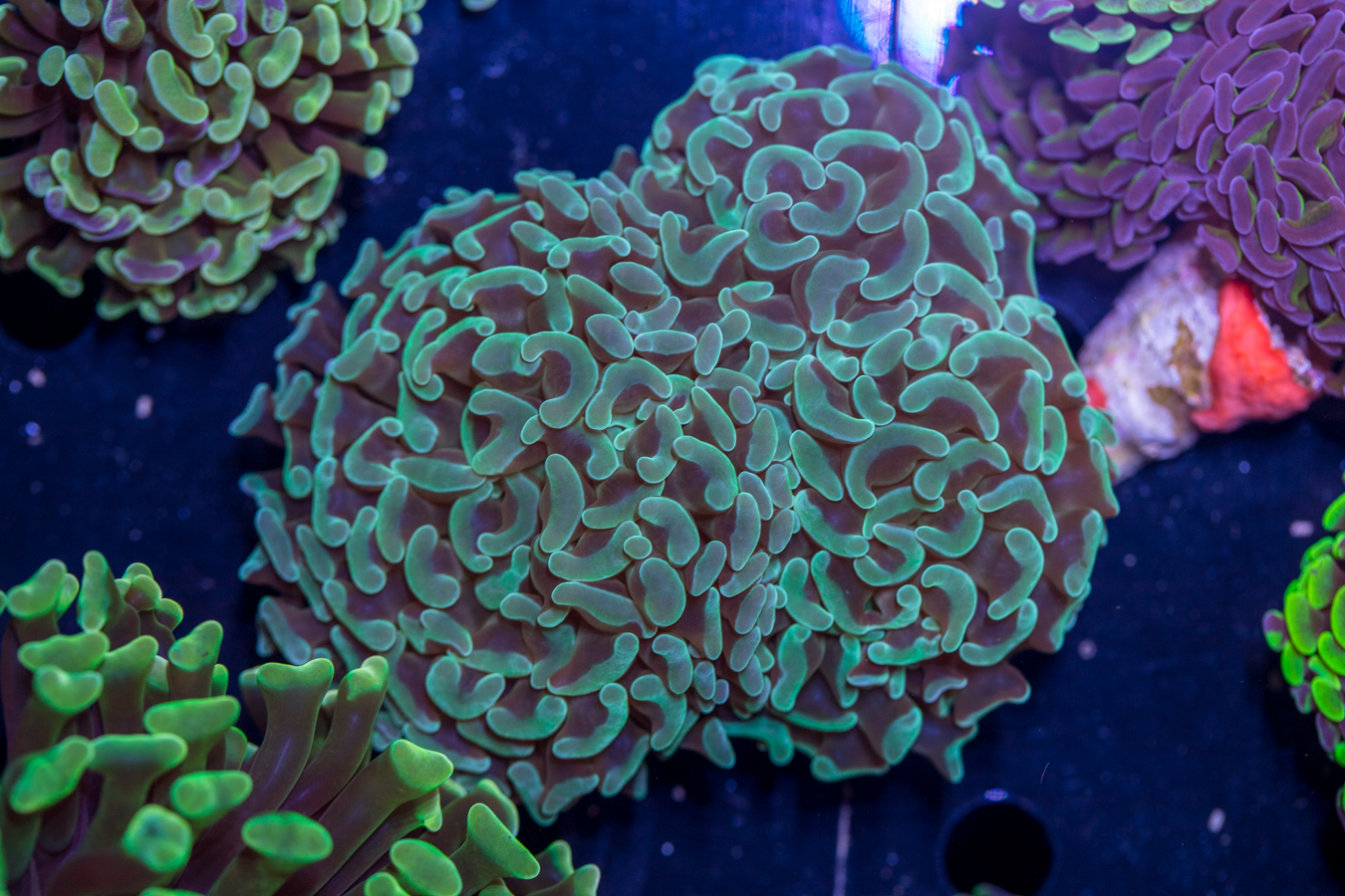 Hammer - Branching 1 Hammer - Branching