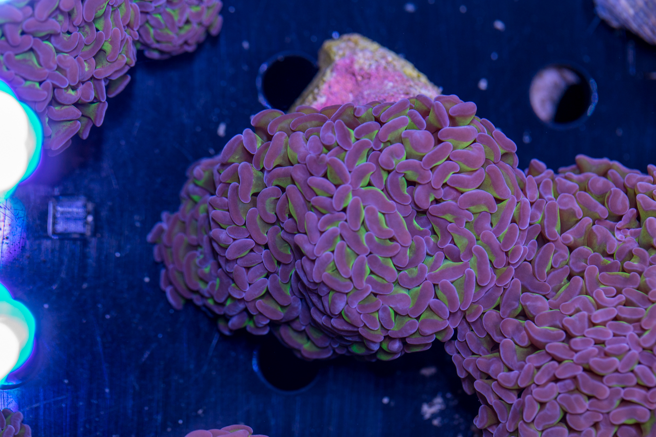 Hammer - Branching 1 Hammer - Branching