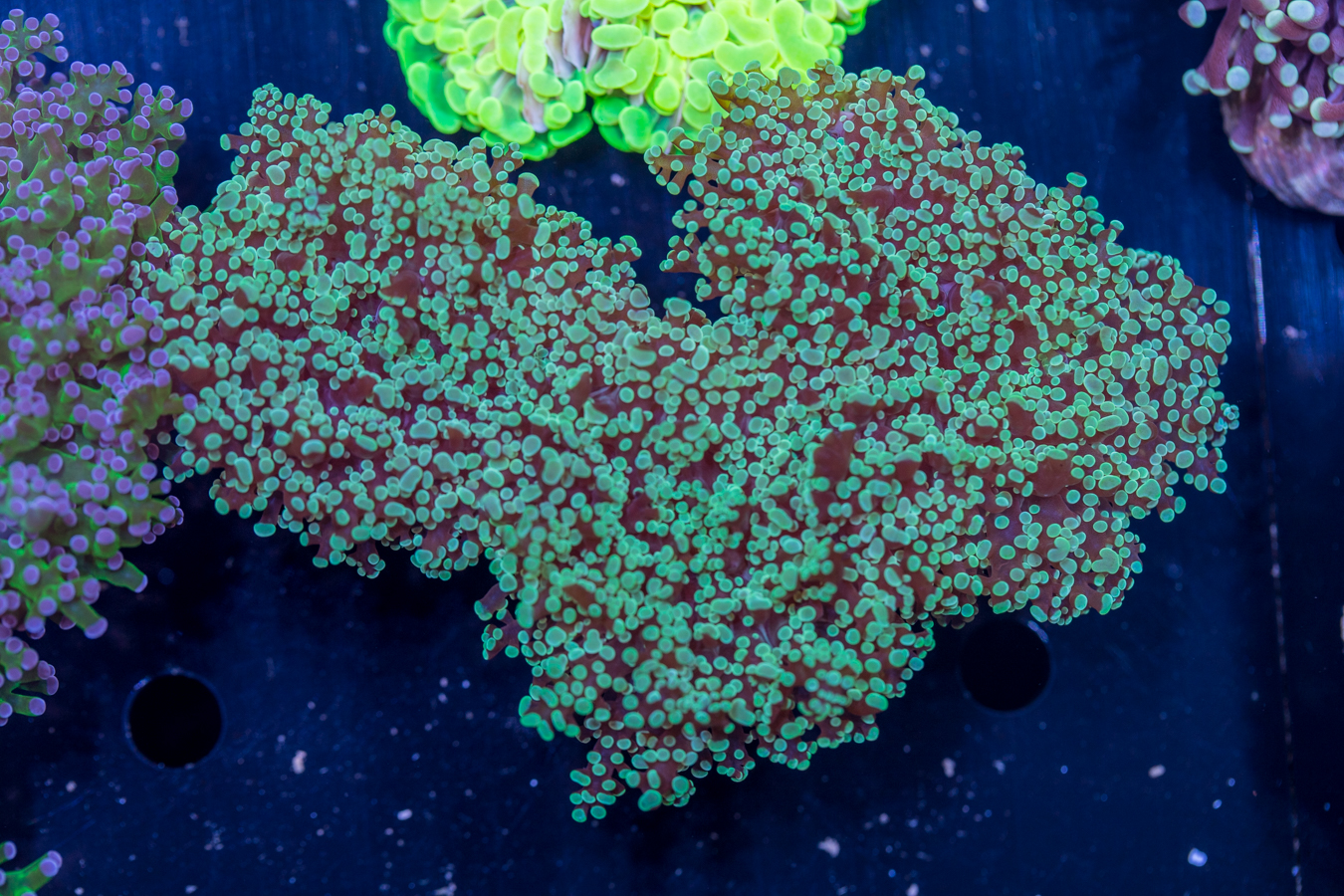 Frogspawn 1 Frogspawn