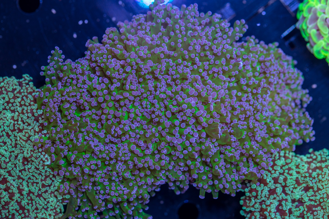 Frogspawn 1 Frogspawn