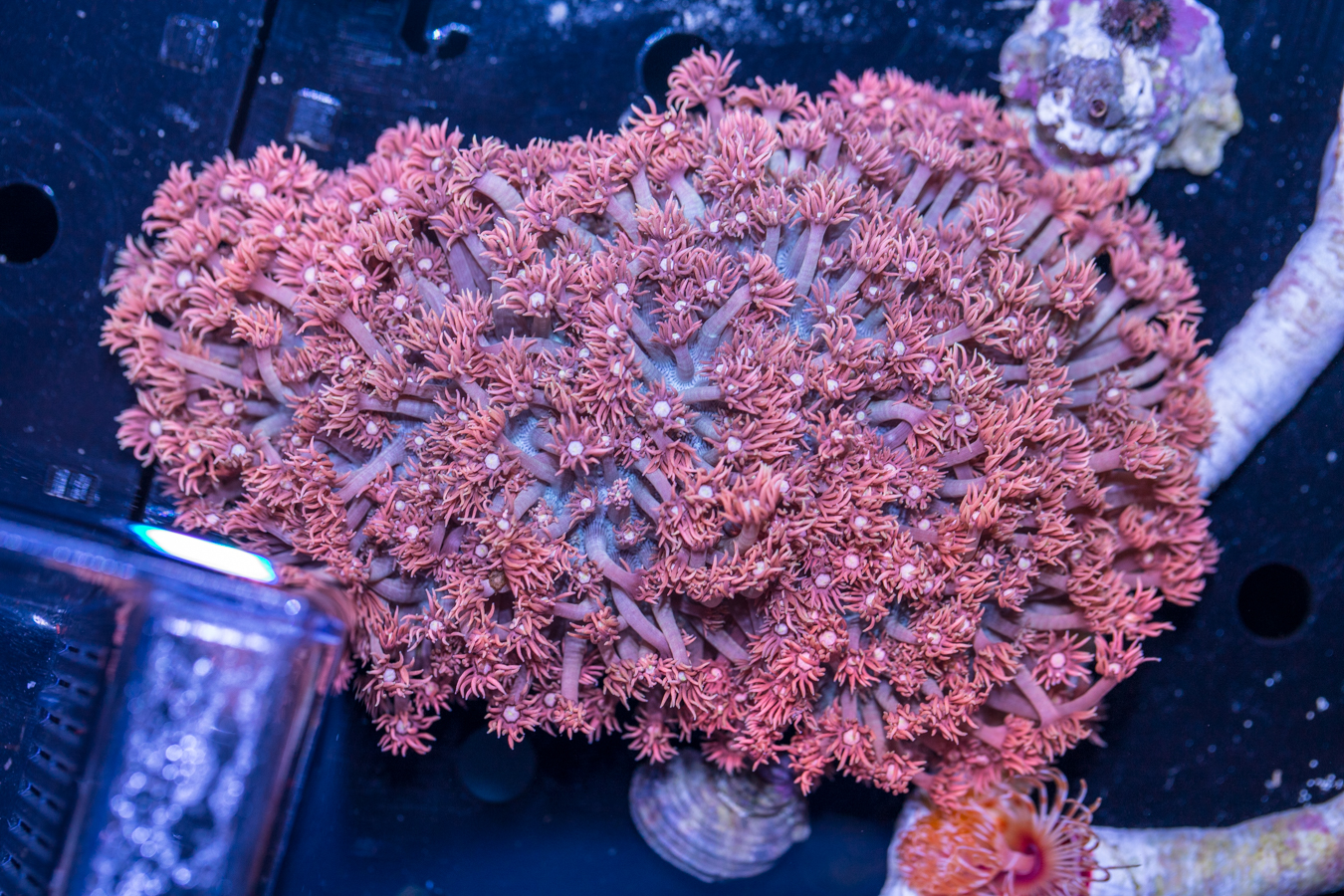 Goniopora 1 Goniopora