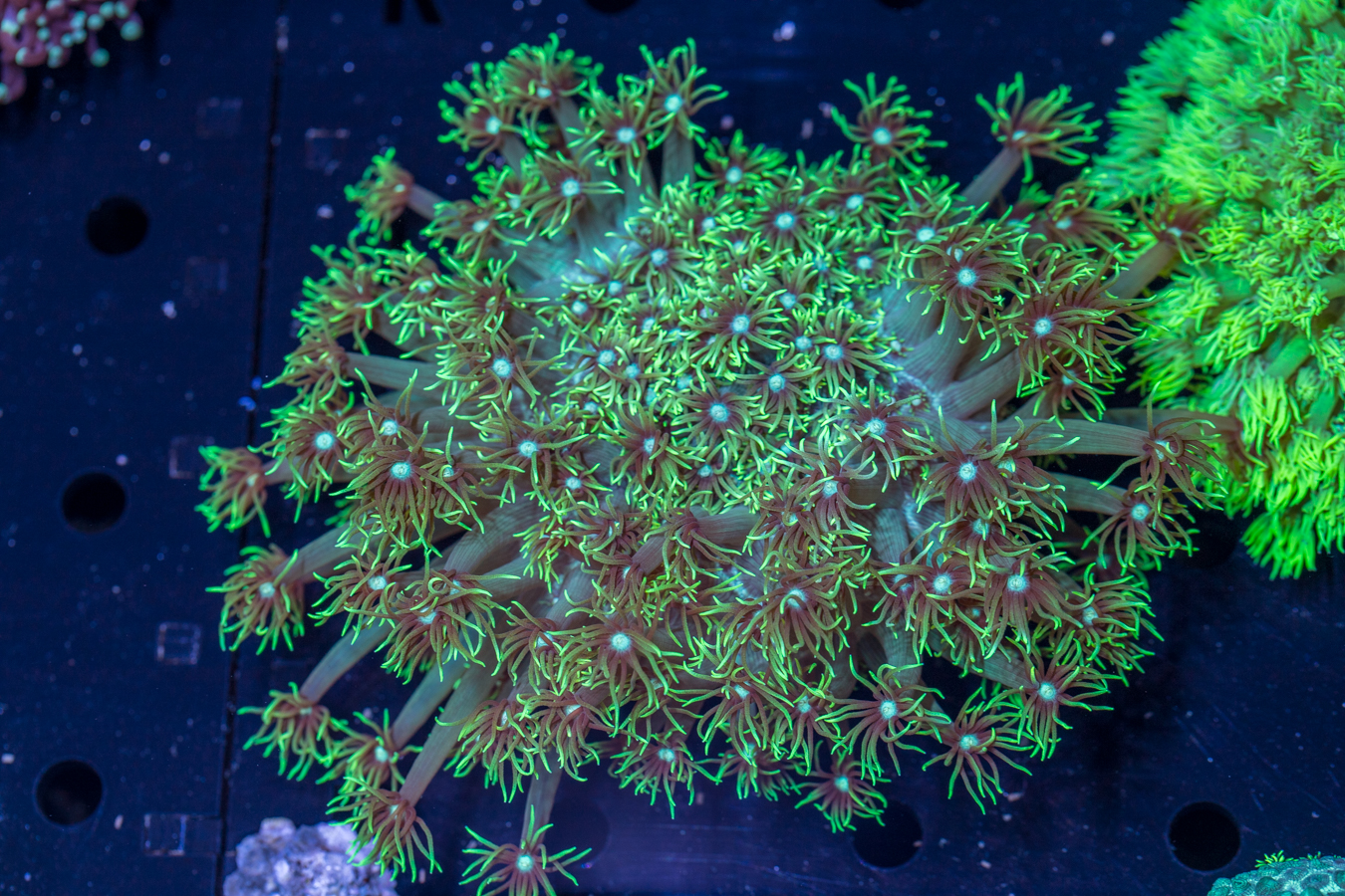 Goniopora 1 Goniopora