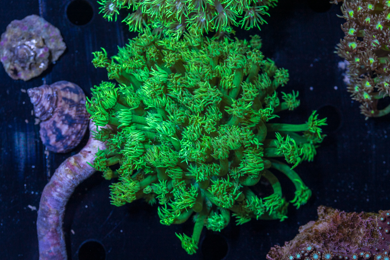 Goniopora 1 Goniopora