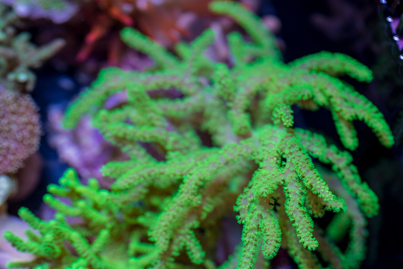 Sinularia 1 Sinularia