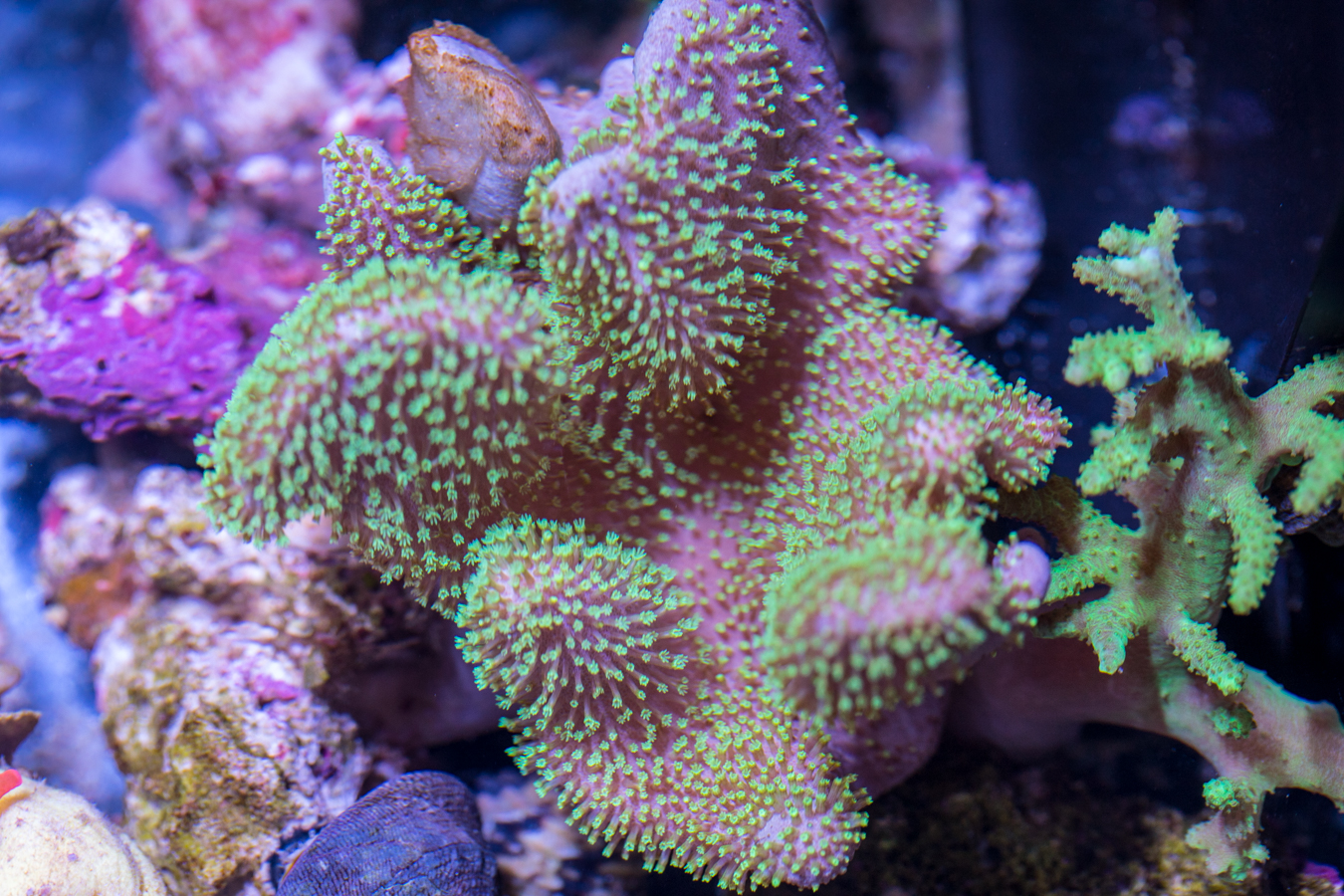 Toadstool Leather 1 Toadstool Leather