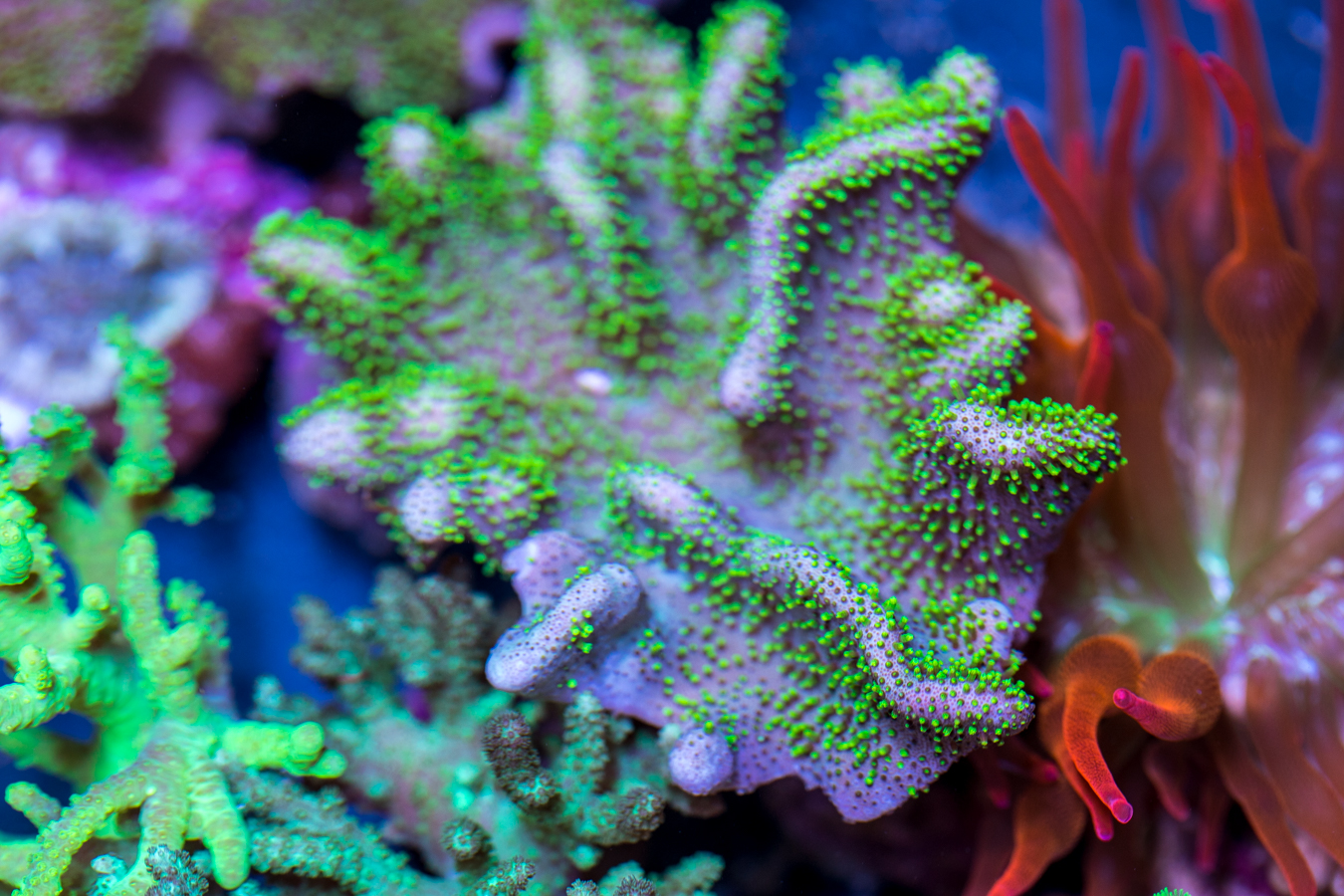 Toadstool Leather 1 Toadstool Leather