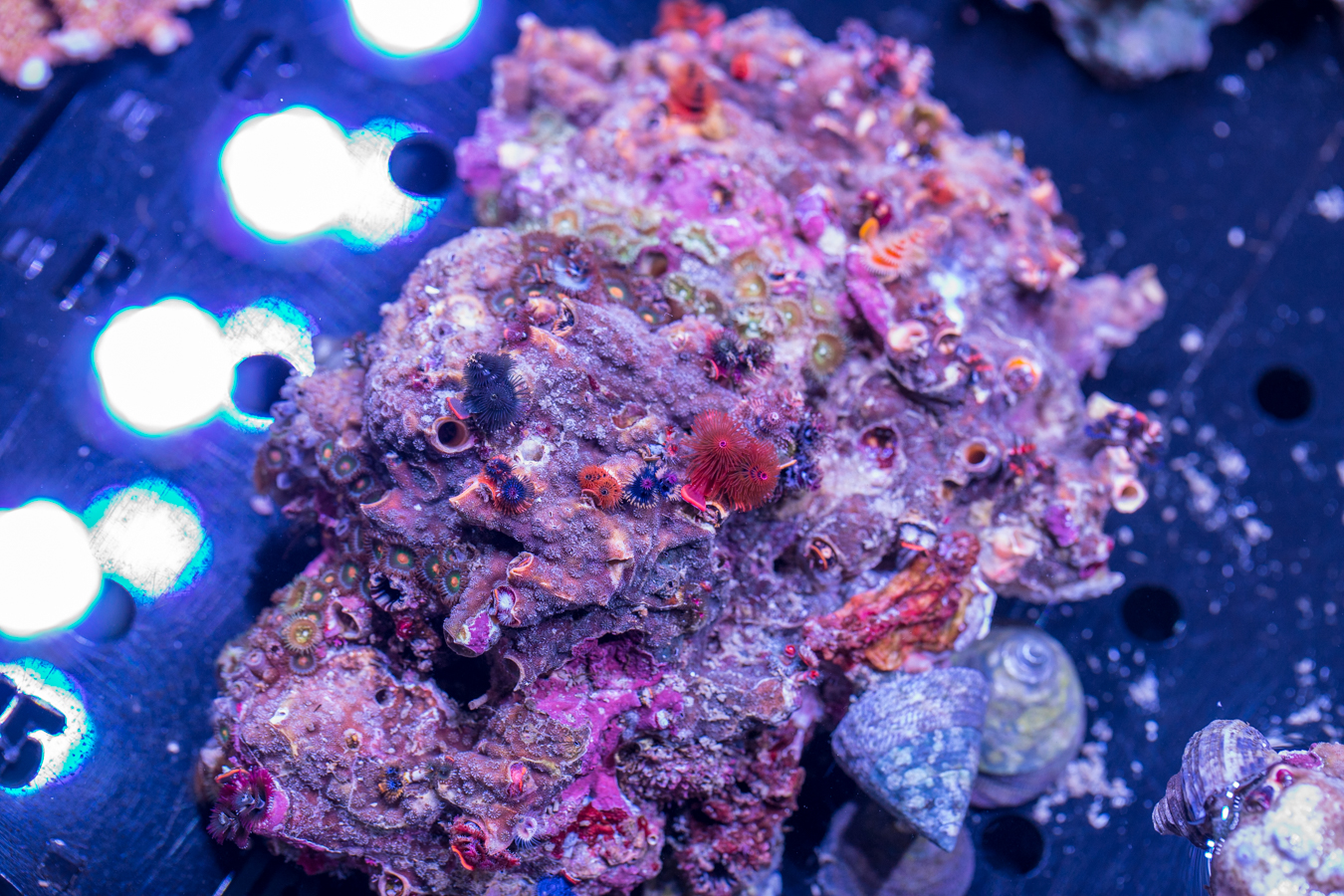 Christmas Tree Rock 1 Christmas Tree Rock