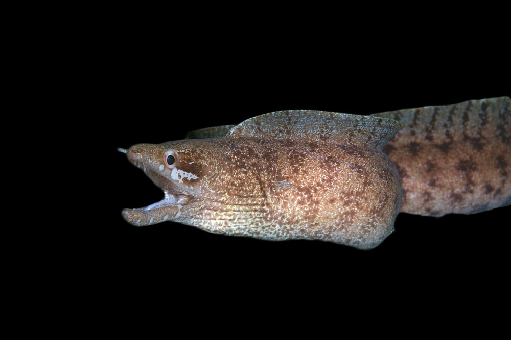 Lesser Moray Eel