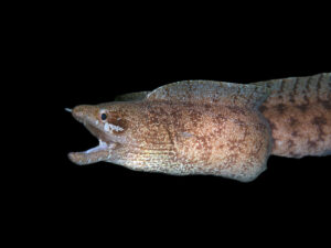 Lesser Moray Eel