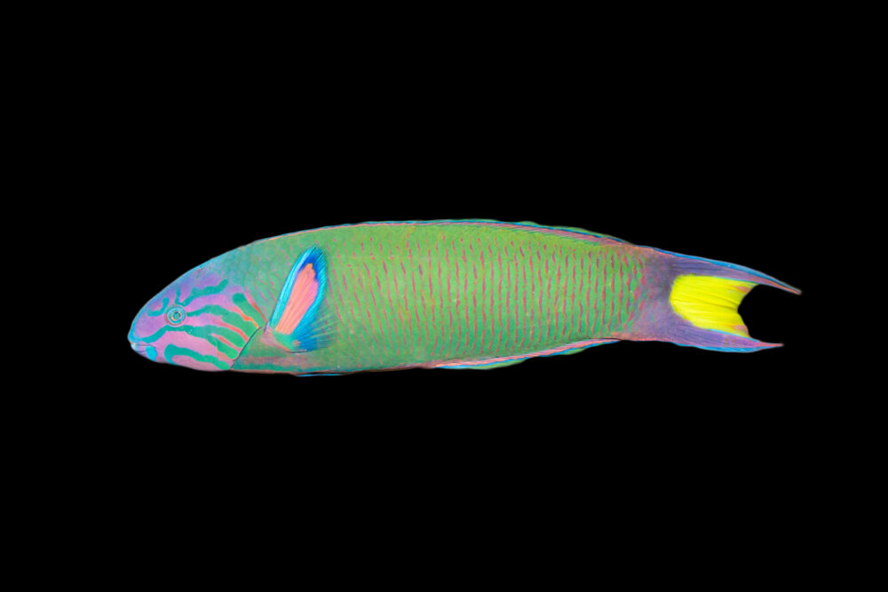 Moon Wrasse