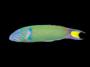 Moon Wrasse