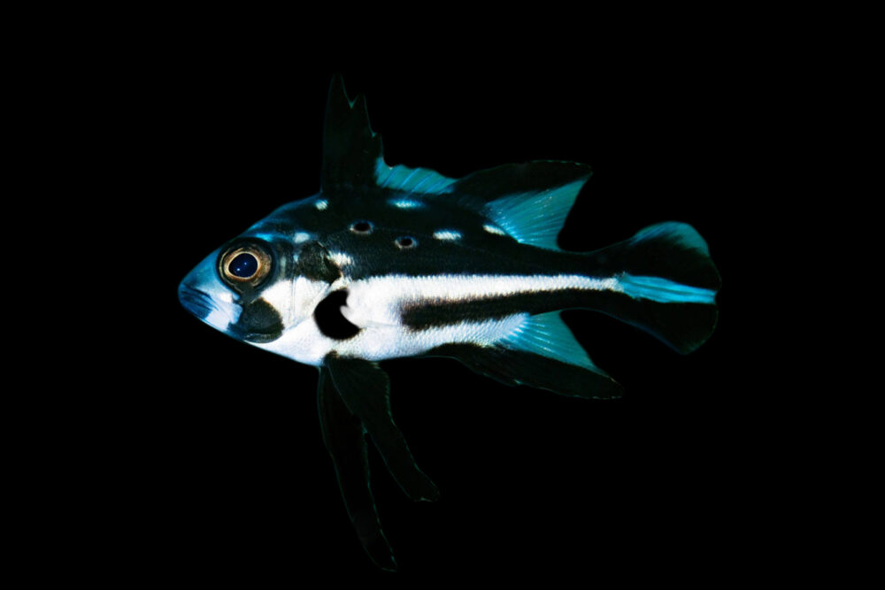 Panda Snapper