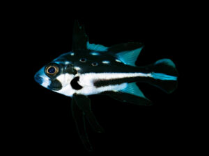 Panda Snapper
