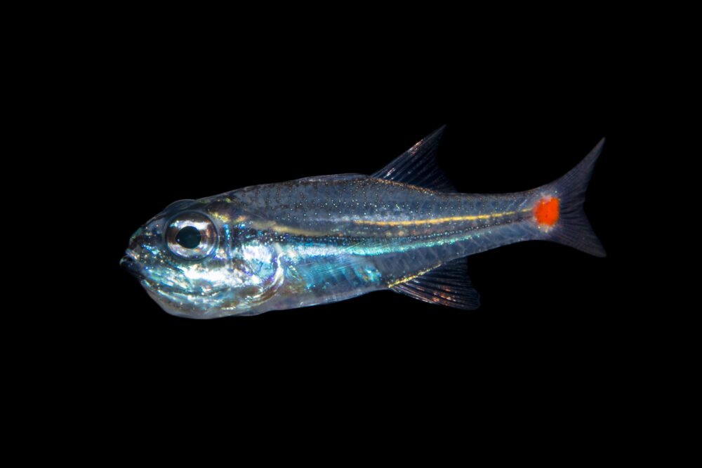 Red Spot Cardinalfish