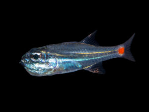 Red Spot Cardinalfish