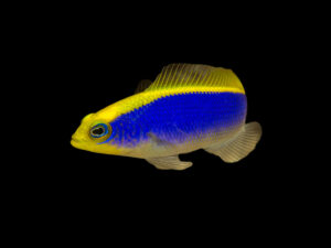 Cart 2 Sunrise Dottyback