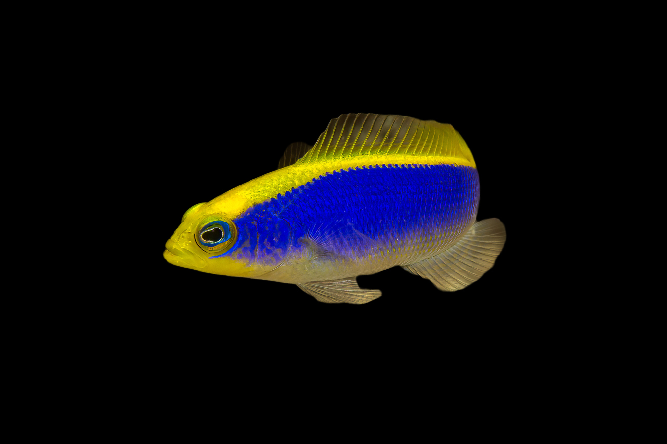 Sunrise Dottyback 1 Sunrise Dottyback