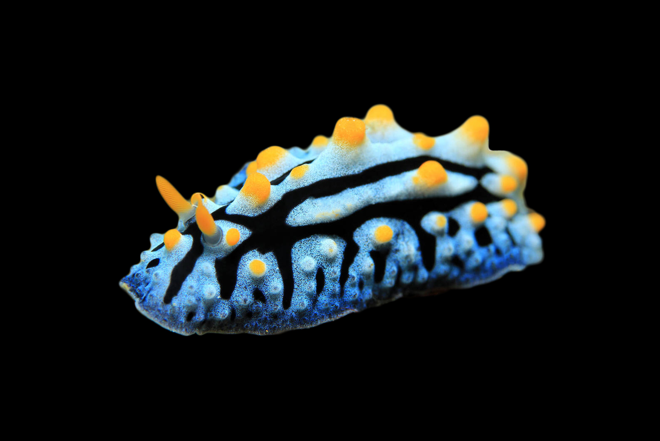 Warty Nudibranch 1 Warty Nudibranch