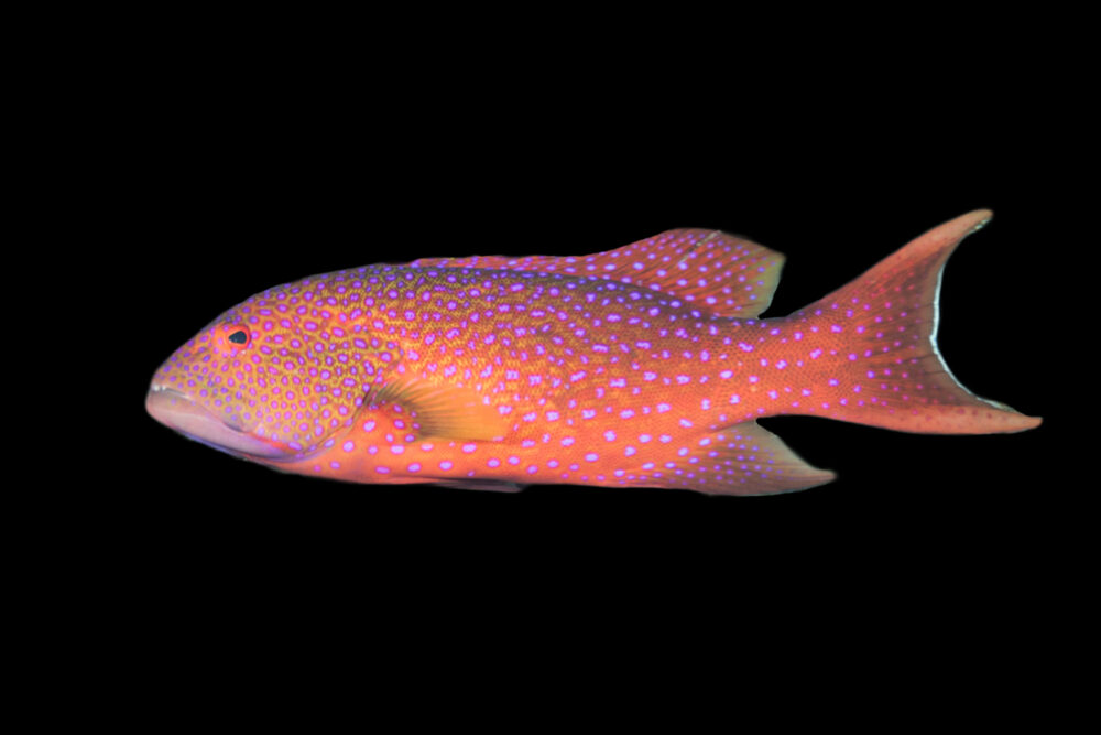 White Edged Coronation Cod