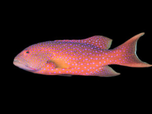 White Edged Coronation Cod